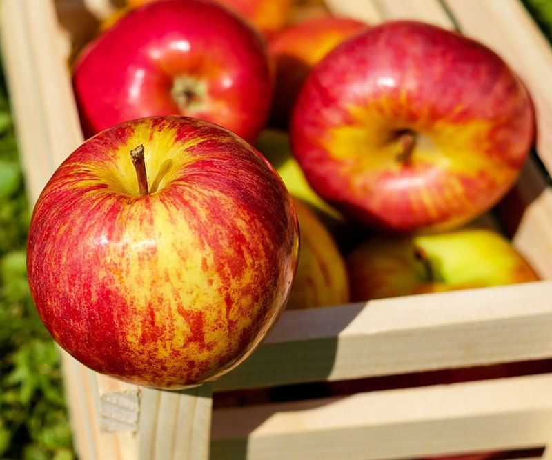 蘋(píng)果保鮮冷庫(kù)