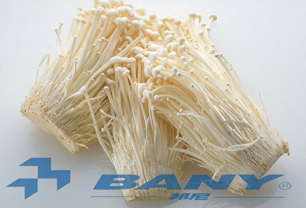 金針菇冷庫(kù)