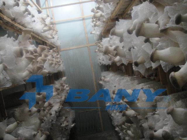 食用菌、蘑菇冷庫